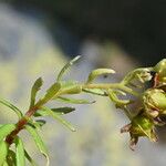 Saxifraga aizoides Φύλλο