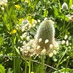 Plantago lagopusÇiçek