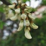 Acacia acanthaster Flor