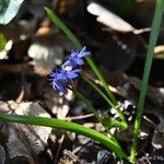 Scilla bifolia आदत