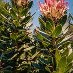 Protea roupelliae Flower