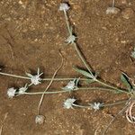 Chorizanthe membranacea Hábito