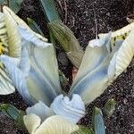 Iris reticulata Flor