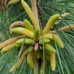 Pinus taeda Flower