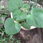 Catalpa speciosa Leaf