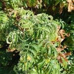 Melianthus comosus Blad