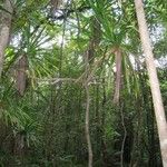 Pandanus purpurascens Hábito