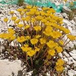 Petrosedum montanum Blüte