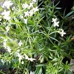 Galium anisophyllon Yaprak