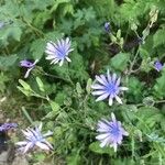 Lactuca plumieri Blomma