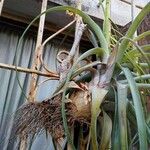 Tillandsia utriculataЛист