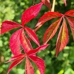 Parthenocissus inserta Лист