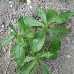 Talinum fruticosum Leaf