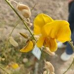 Crotalaria juncea Λουλούδι