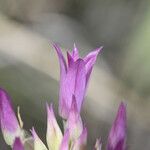 Allium acuminatum Floare