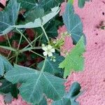 Jatropha chevalieri പുഷ്പം