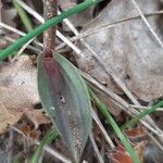 Epipactis microphylla Blad