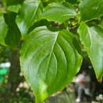 Cornus kousa Blad
