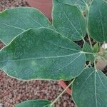 Oreopanax nymphaeifolius Hoja