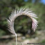 Bouteloua gracilis Frutto