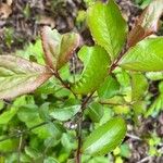 Viburnum rufidulum Folha