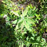 Comandra umbellata Leaf