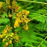 Senna marilandica फूल