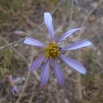 Galatella sedifolia Flor