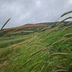 Hordeum secalinum Flower