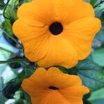 Thunbergia alataBlomst