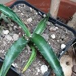 Agave decipiens Habitatea