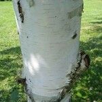 Betula ermanii Corteccia