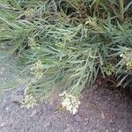 Freylinia lanceolata Hoja