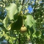 Davidia involucrata Owoc