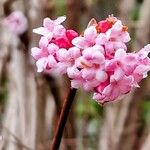 Viburnum × bodnantense花