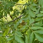 Carya pallida Hoja