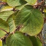 Actinidia chinensisBlad