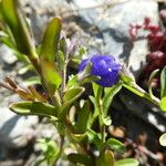 Veronica fruticans Fiore