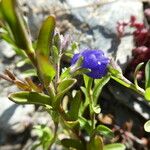 Veronica fruticans Flor