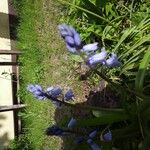 Hyacinthoides hispanica Цвят