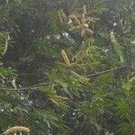 Mimosa tenuiflora अन्य