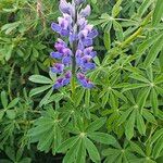 Lupinus nootkatensis Cvijet
