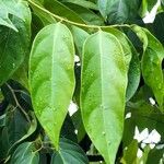 Scorodocarpus borneensis Leaf