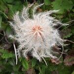 Dryas octopetala Fruit