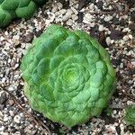 Aeonium tabulaeforme Alkat (teljes növény)