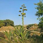 Agave americana Other