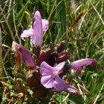 Pedicularis sylvatica Flower