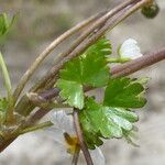 Ranunculus peltatus Folha