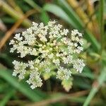 Ammi majusFlower