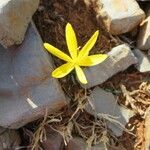 Sternbergia colchiciflora Blodyn